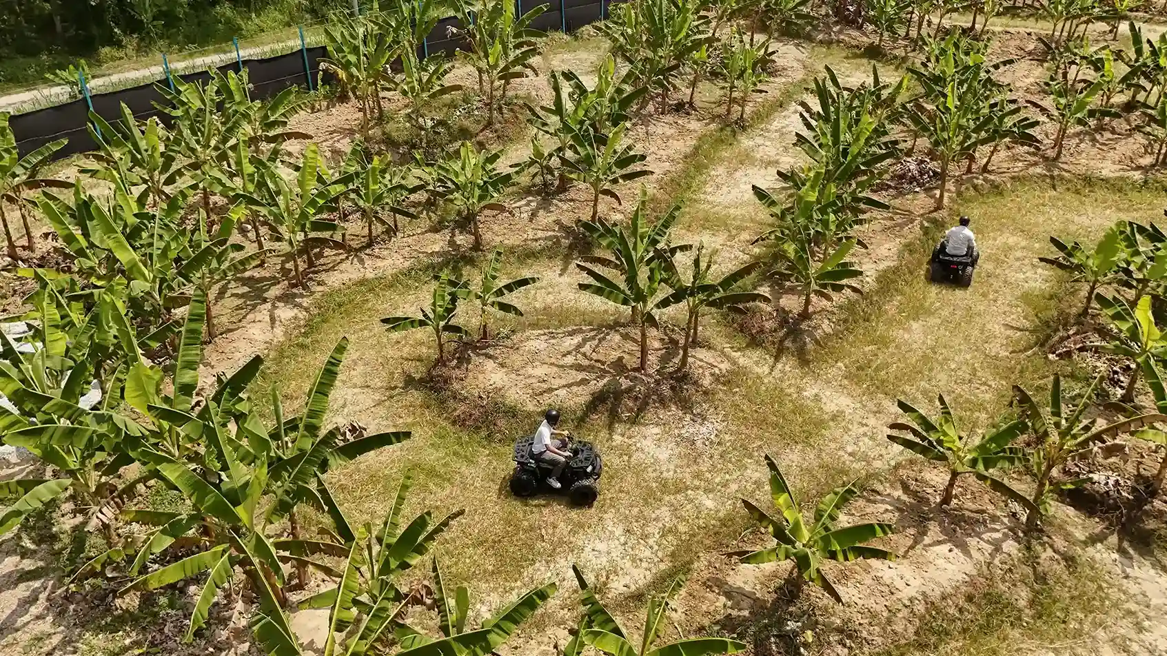 ATV riding through orchard at Suka Camping